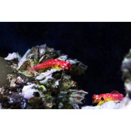 synchiropus sycorax pareja