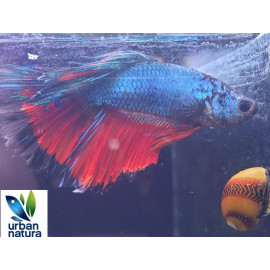 betta Macho halfmoon Bicolor Premium