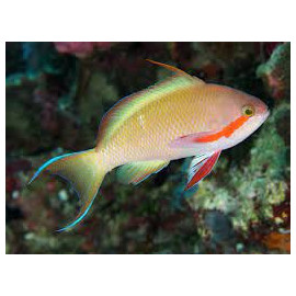 Pseudanthias huchtii