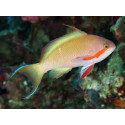 Pseudanthias huchtii