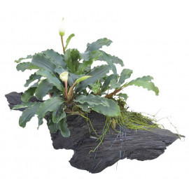 Bucephalandra en tronco Aquaflora