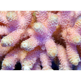 Acropora Prostata Pink esqueix S CITES: