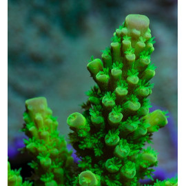 Acropora Green Grau A CITES: 21NL289928/11
