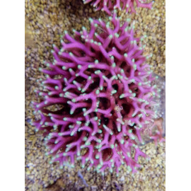 seriatopora caliendrum pink CITES: 21NL290438/11