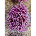 seriatopora caliendrum pink 