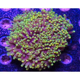 euphyllia glabrescens ultra