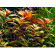 proserpinaca palustris cuba