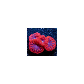 Blastomussa Wellsi Red esqueix CITES: 20NL289122/11