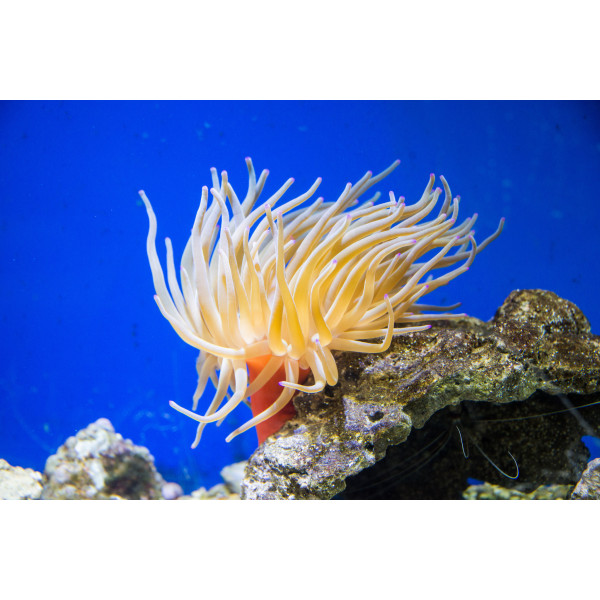 Condylactis gigantea, Condy anemone, M