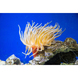 Condylactis gigantea, Condy anemone, M