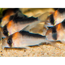 corydora adolfoi