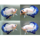 betta macho plakat hm Azul y Blanco