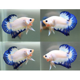 betta mascle plakat hm blau i Blanc thai