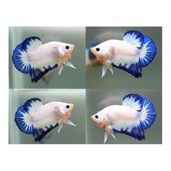 betta macho plakat hm Azul y Blanco