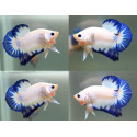 betta macho plakat hm Azul y Blanco THAI