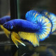 Betta macho pk hm mustard gas