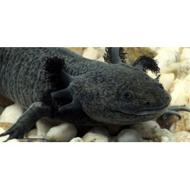 Ambystoma mexicanum Ajolote Talla M Cria UE CITES: 002MT fecha nacimiento 04/11/2021