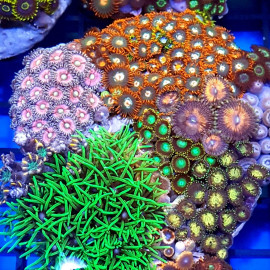 Cultured coral garden zoanthus