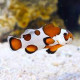 Amphiprion Ocellaris Orange storm