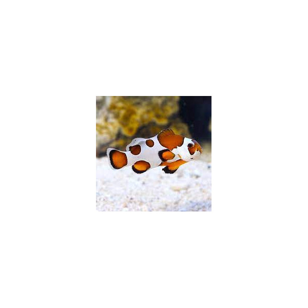 Amphiprion Ocellaris Orange storm