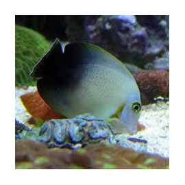 Acanthurus chronixis