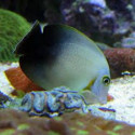 Acanthurus chronixis