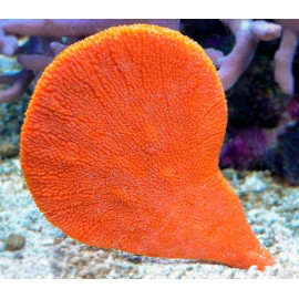 CLATHRIA RUGOSA ORANGE SPONGE XL