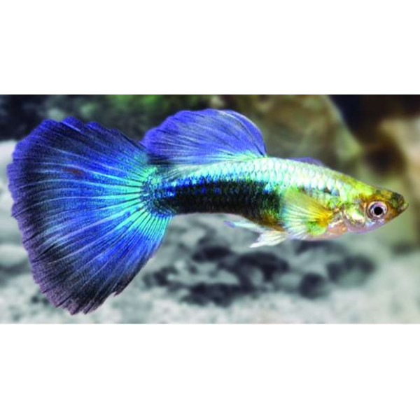 Guppy macho Azul neon