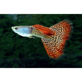 Guppy macho piel de serpiente rojo