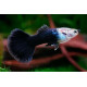 Guppy macho semi negro