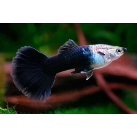 Guppy mascle semi negre