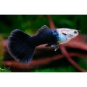 Guppy mascle semi negre