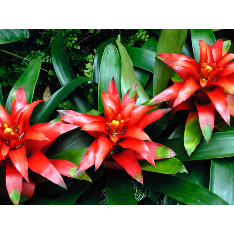 Bromelia Guzmania Roja tiesto 8cm - Urban Natura