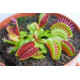 Planta Carnivora Venus Dionaea Muscipula