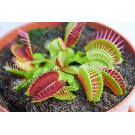 Planta Carnivora Venus Dionaea Muscipula