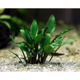 Cryptocoryne lutea 'Hobbit