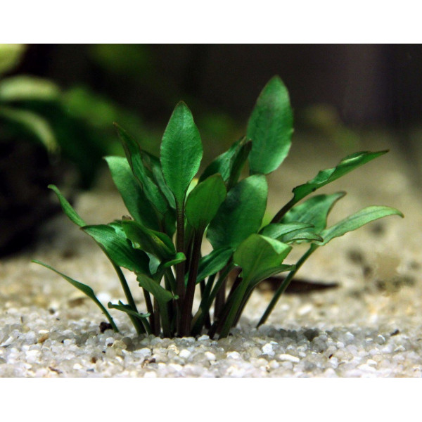 Cryptocoryne lutea 'Hobbit