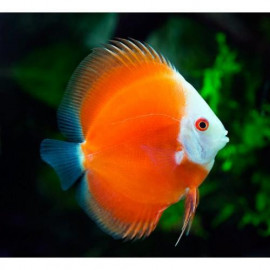 Discus Red Melon L