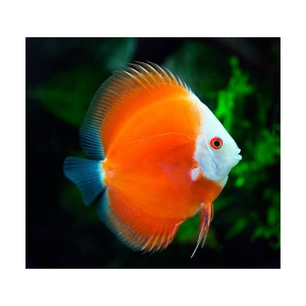 Discus Red Melon M