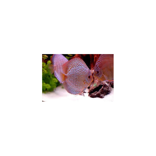 Discus Deluxe Snake skin M