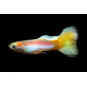 Guppy Macho amarillo neon laser