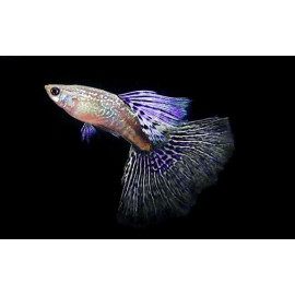 Guppy Mascle cua de serp habitat Guppy male snakeskin purple