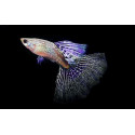 Guppy macho cola de serpiente morado Guppy male snakeskin purple