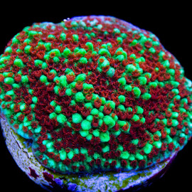 montipora chilli peppers esqueix