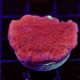 Montipora capricornis roja esqueje