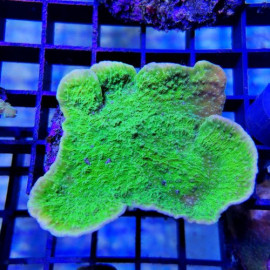 Montipora capricornis verd esqueix