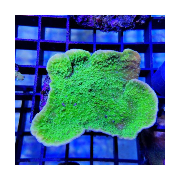 Montipora capricornis verde esqueje