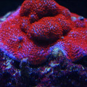 Montipora superman esqueje