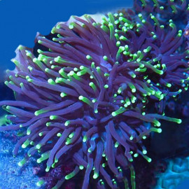 Euphyllia glabrescens torch black polipo verde esqueje