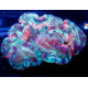 Trachyphyllia mackay ultra ML